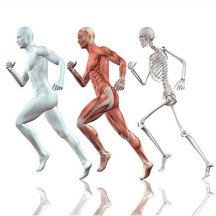 Ecografía Musculoesquelética